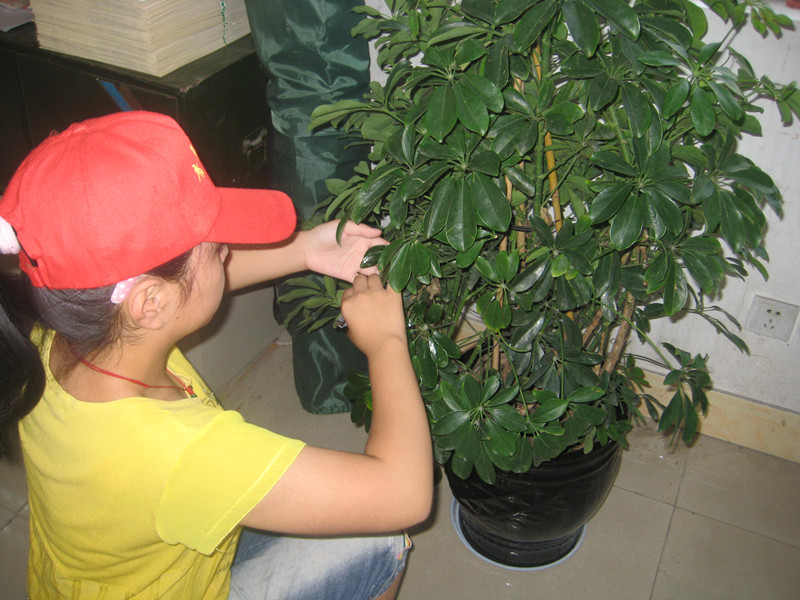 我校志愿者开展活动-----让花草更美更绚烂 我校志愿者开展活动-----让花草更美更绚烂